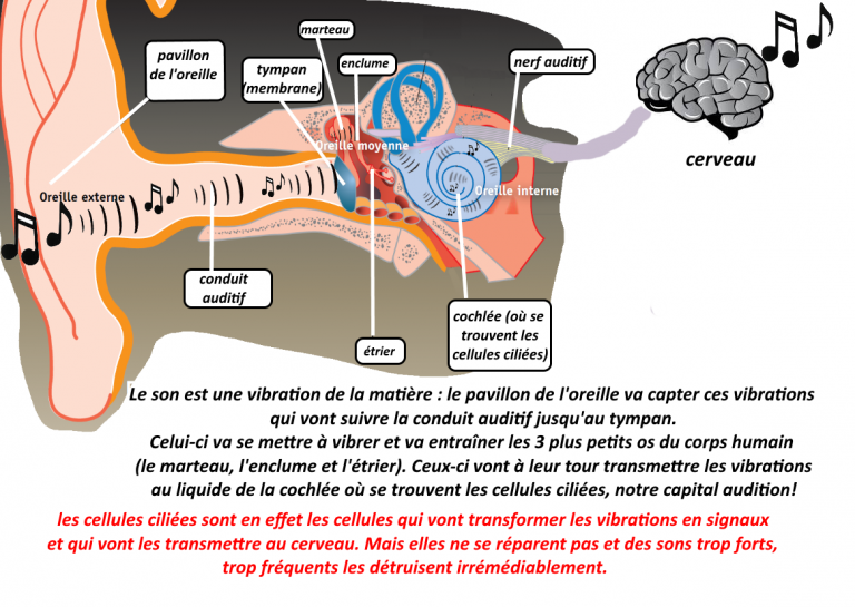 les conséquences d’un son trop fort